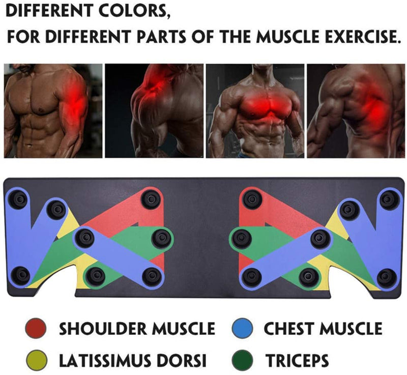 different colors for different parts of the muscle excercise