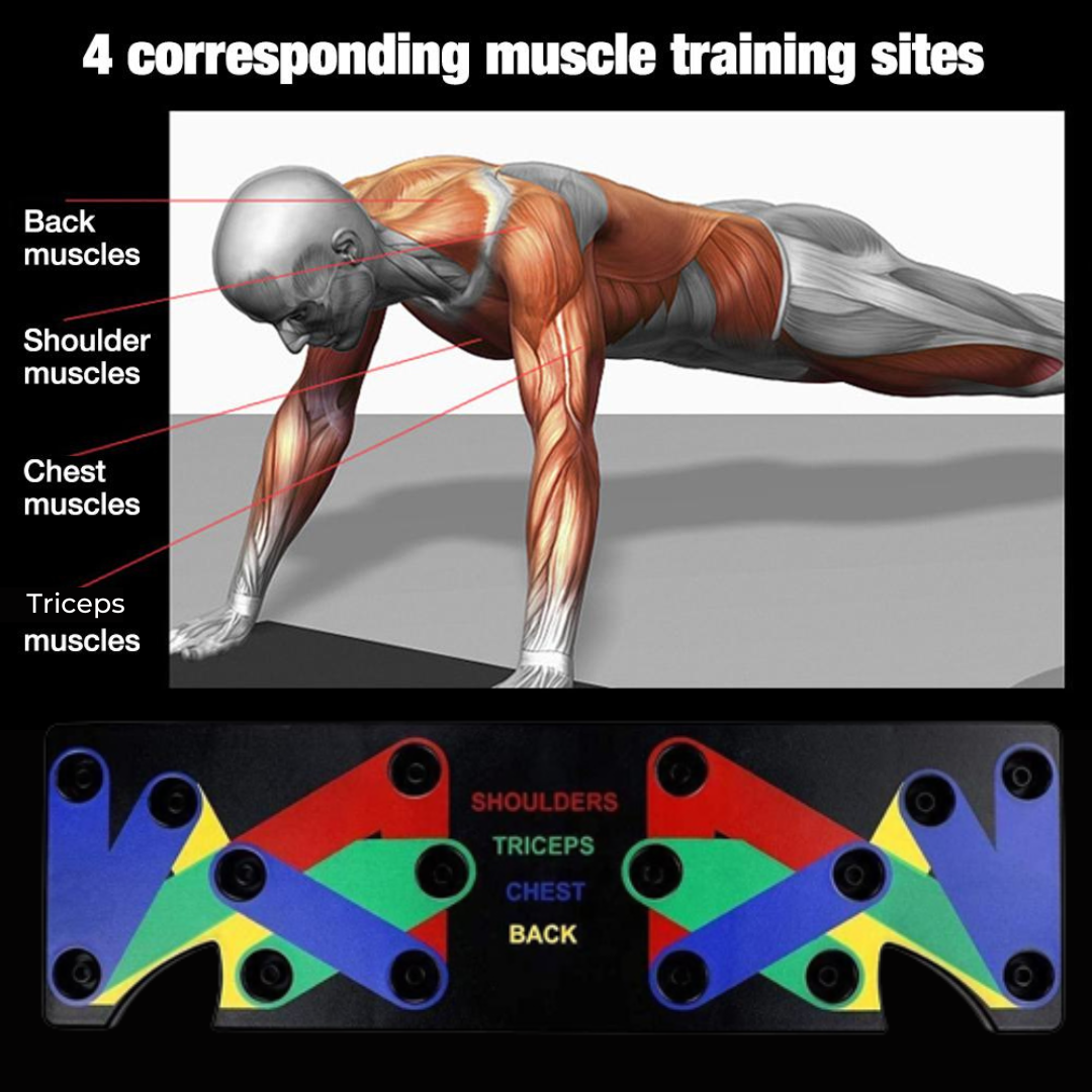 each color for each part of the muscle exercise
